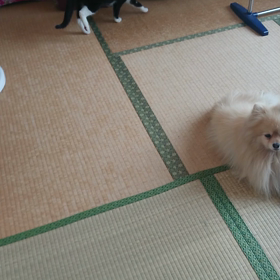 歩行の画像