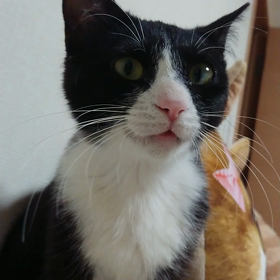 ”4/18 お散歩報告”の画像