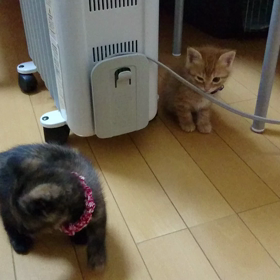 動画の画像