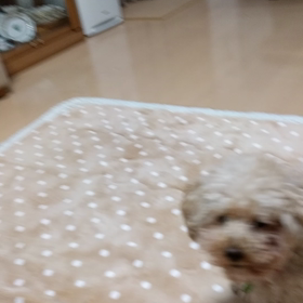 ドヤ顔の画像