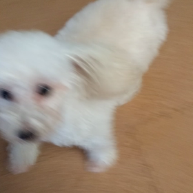 シューちゃん診察日の画像