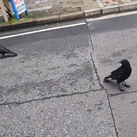 かぁ～か  ぁ～…の画像