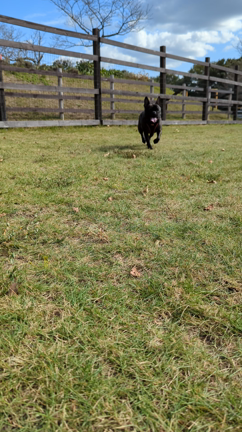 愛犬家におすすめ場所／ドイツの森犬連れブログの記事動画