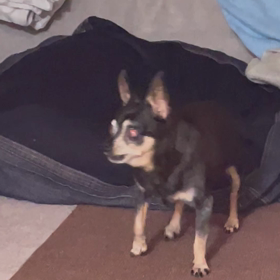 最後に吠えた時の画像