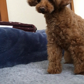 芸を一通りやってみました動画♫の画像