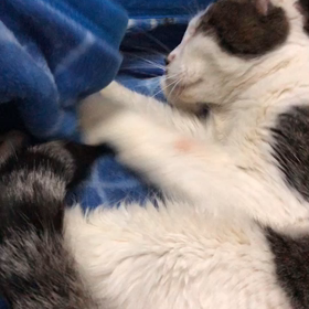 デコちゃんを助けて下さいのサムネイル画像