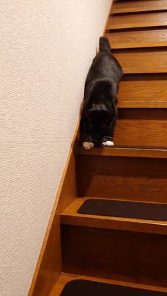 てんてんの幸せな時間の記事動画