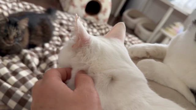 【結果報告】第1５回神戸のちいさな保護猫譲渡会マチカの記事動画