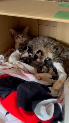 妊婦猫さん、無事出産しました✨の記事動画