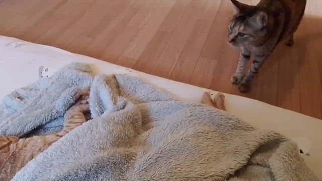 百福ありがとう、また会う日までの記事動画