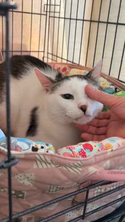 【結果報告】第16回神戸のちいさな保護猫譲渡会マチカの記事動画