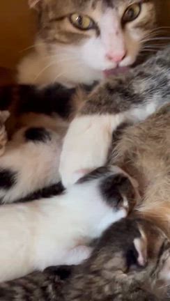 妊婦猫さん、無事出産しました✨の記事動画