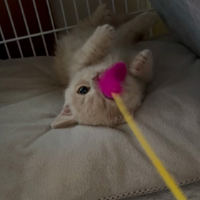 だいぶ慣れてきましたの画像