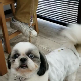 ユラ　尻尾ふりふりの画像