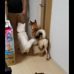 カンガルー？の画像