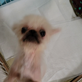 おむすび＆こまめ　ご飯の画像
