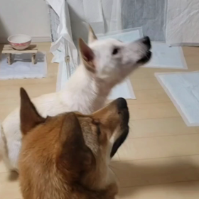 ベルの伏せの画像