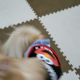 チワワン　慣れてきたらの画像