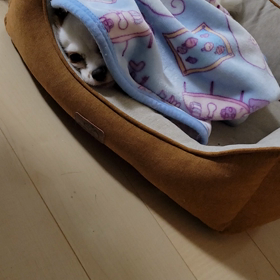 モニカ　あったかの画像