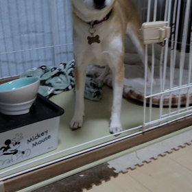 あや　甘え方の画像