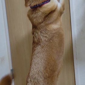 タケ　器用の画像