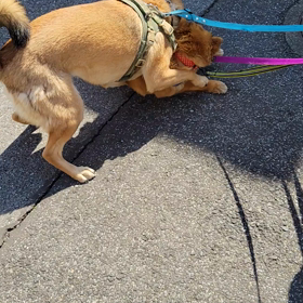 ステラ　犬との関係の画像