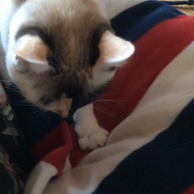 毛布と猫の画像