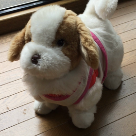 愛犬「てつ」とリズムとるももちゃん。の画像