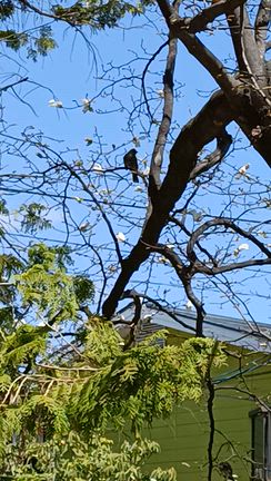 サクッと花見①「若里公園」の記事動画
