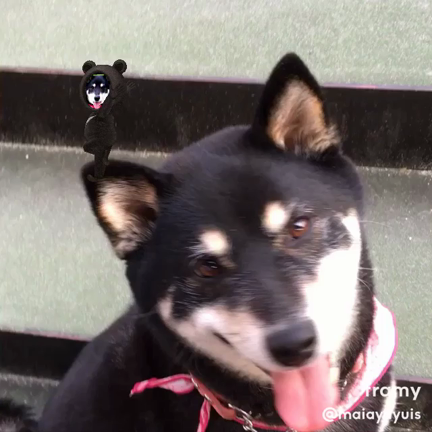 久々自分弁当〜の記事動画