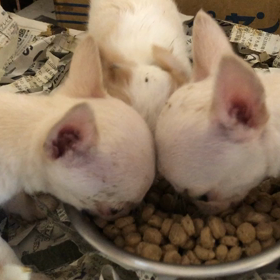 本日の目玉の画像