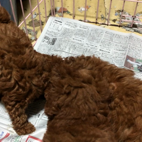 仔犬情報の画像