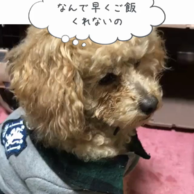 晩ご飯の画像