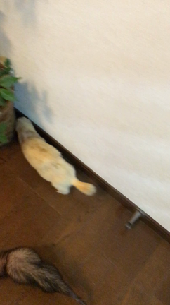約束の記事動画