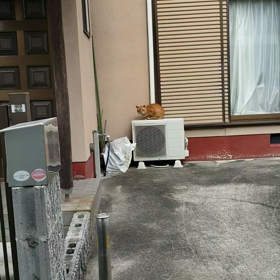 にゃーた？の画像