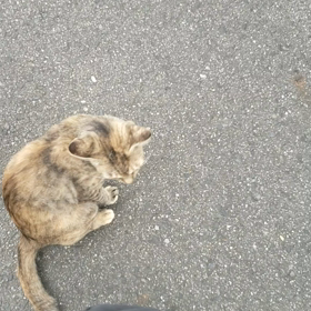 行動はにゃーたの画像