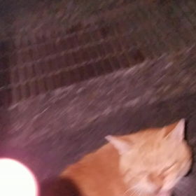 今日も居ました。の画像
