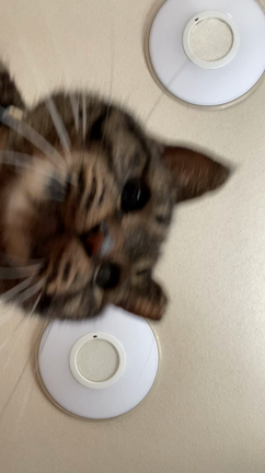 巨顔ねこの記事動画