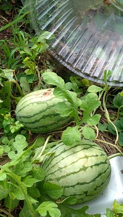 この夏の家庭菜園 巨大化したナスにびっくりの記事動画