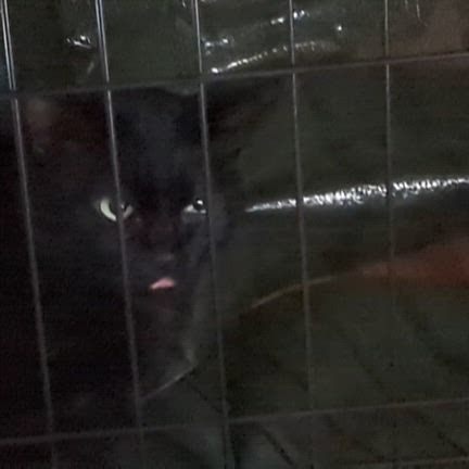 保護猫　くろまめ　よろしくねの記事動画