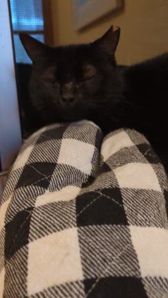 保護猫くろまめ　ただ今、人馴れ訓練中！！の記事動画