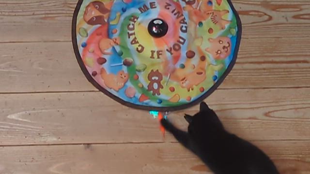 保護猫くろまめ　初めておもちゃで遊んだよの記事動画
