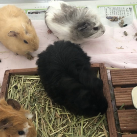 今日のモルモットの画像