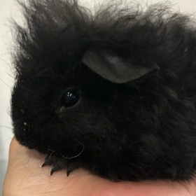 メリノモルモットの画像