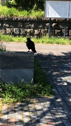 願いが叶うかも☆*:.｡. o(≧▽≦)o .｡.:*☆の記事動画