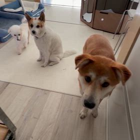 譲渡会報告＆ごはんの前は元気いっぱいな一葉くんの画像