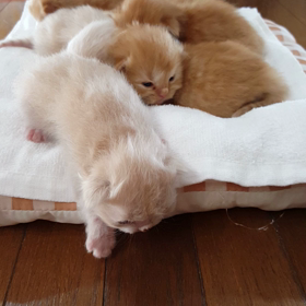 猫団子じゃの画像