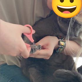 痛すぎたの画像
