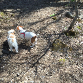 ココのんドックランで遊ぶ2の画像