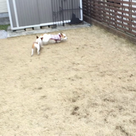 今日のココのんの画像